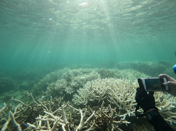 Reef Safe Because The Formula Is.